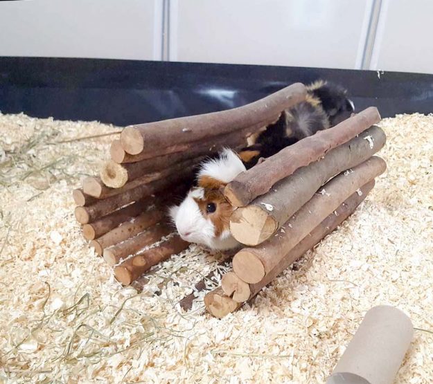 Meerli Rosalie mit Kumpel im neuen Zuhause / © 01.06.'16 Privat