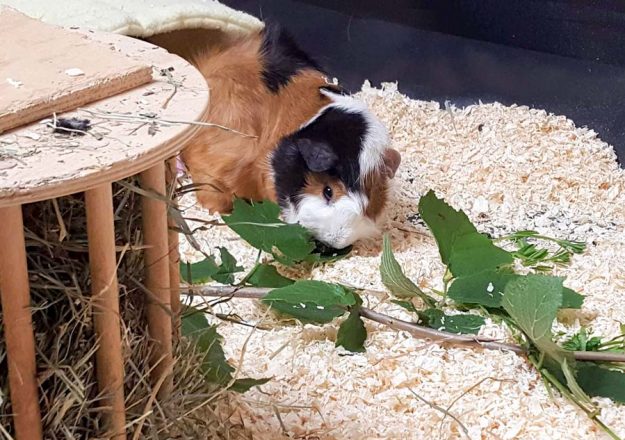 Meerli Rosalie im neuen Zuhause / © 01.06.'16 Privat