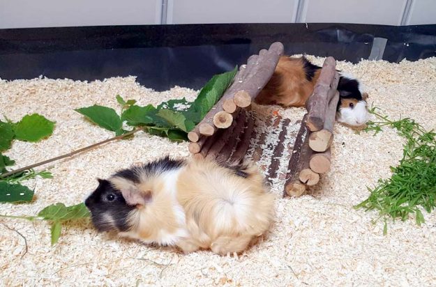 Meerli Rosalie (h.) mit Kumpel im neuen Zuhause / © 01.06.'16 Privat