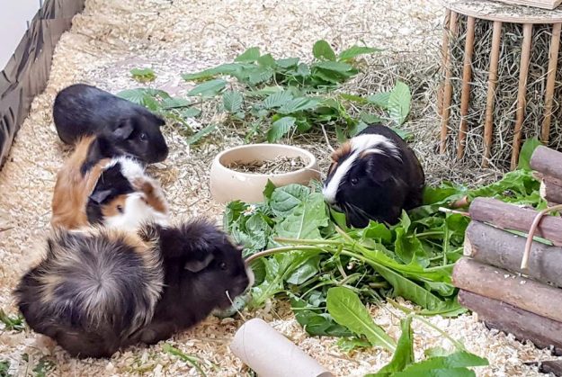 Meerli Rosalie (links mitte) im neuen Zuhause mit ihren Freunden / © 03.06.'16 Privat