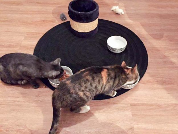 Kätzinnen Greta (l.) und Alea im neuen Zuhause / © 22.10.'16 Privat