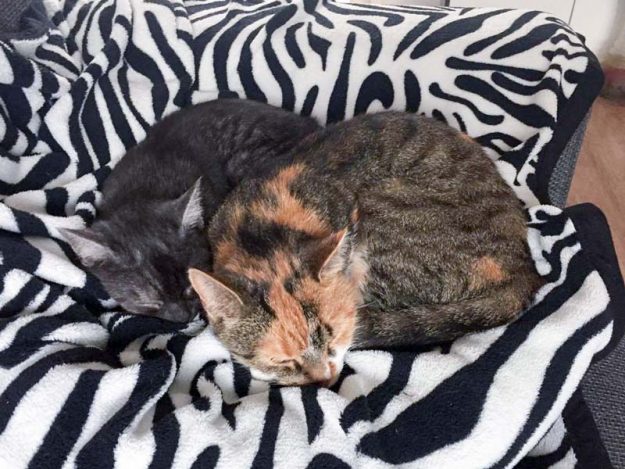 Kätzinnen Greta (l.) und Alea im neuen Zuhause / © 27.10.'16 Privat