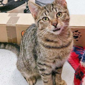 Kater Miro / © 2016 Arche KaNaum (OS) Kater Miro / © 2016 Arche KaNaum (OS)