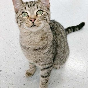 Kater Olli / © 2016 Arche KaNaum (OS) Kater Olli / © 2016 Arche KaNaum (OS)