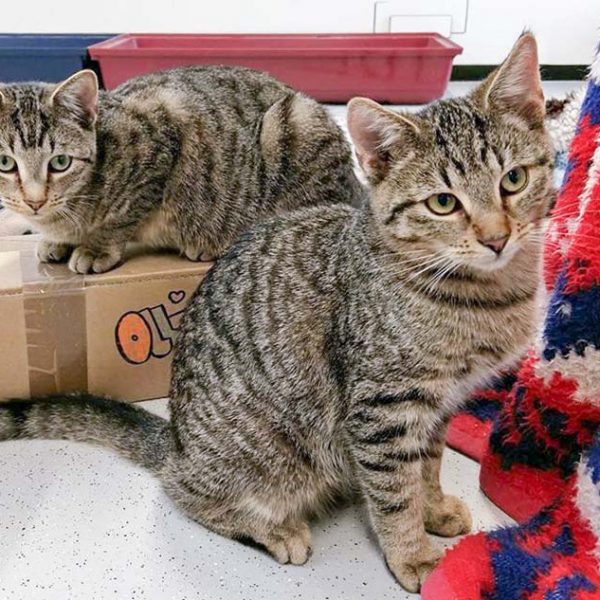 Kater Miro (v.) und Bruder Olli / © 2016 Arche KaNaum (OS)