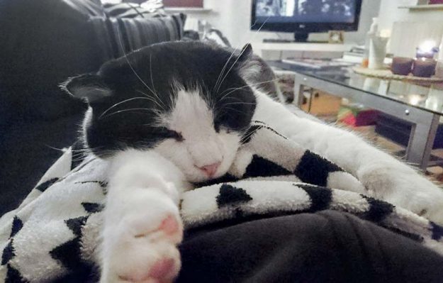 Kater Teddy im neuen Zuhause / © 06.12.'16 Privat