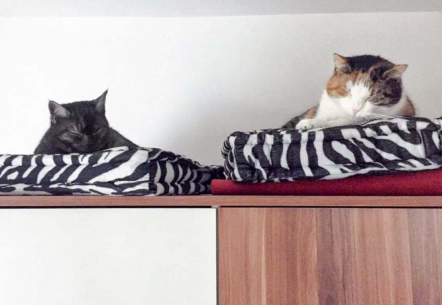 Kätzin Greta (l.) mit Freundin im neuen Zuhause / © 18.12.'16 Privat