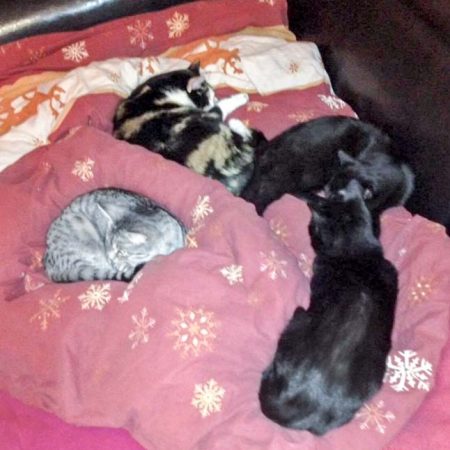Muck und Smartie mit Kumpeln im neuen Zuhause / © 23.12.'16 Privat