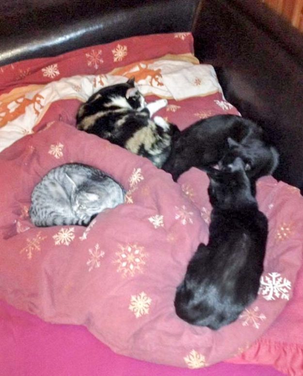 Muck und Smartie mit Kumpeln im neuen Zuhause / © 23.12.'16 Privat