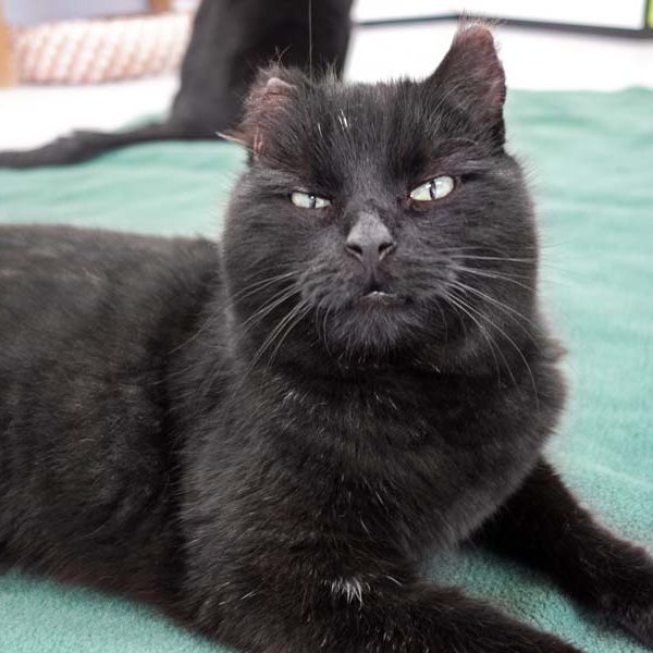 Kater Peter / © 2016 Arche KaNaum (JM) Kater Peter / © 2016 Arche KaNaum (JM)