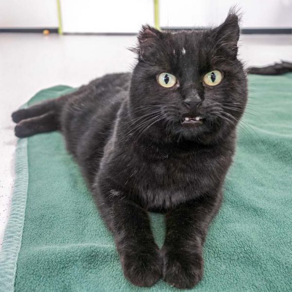 Kater Peter / © 2016 Arche KaNaum (JM) Kater Peter / © 2016 Arche KaNaum (JM)