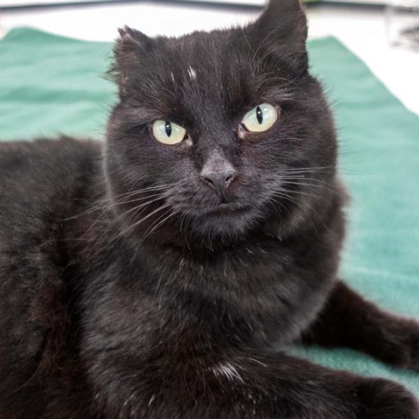 Kater Peter / © 2016 Arche KaNaum (JM) Kater Peter / © 2016 Arche KaNaum (JM)