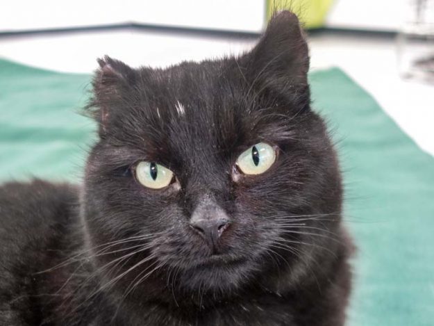 Kater Peter / © 2016 Arche KaNaum (JM)