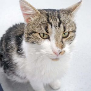 Kater Benny / © 2016 Arche KaNaum (JM) Kater Benny / © 2016 Arche KaNaum (JM)