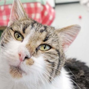 Kater Benny / © 2016 Arche KaNaum (JM) Kater Benny / © 2016 Arche KaNaum (JM)