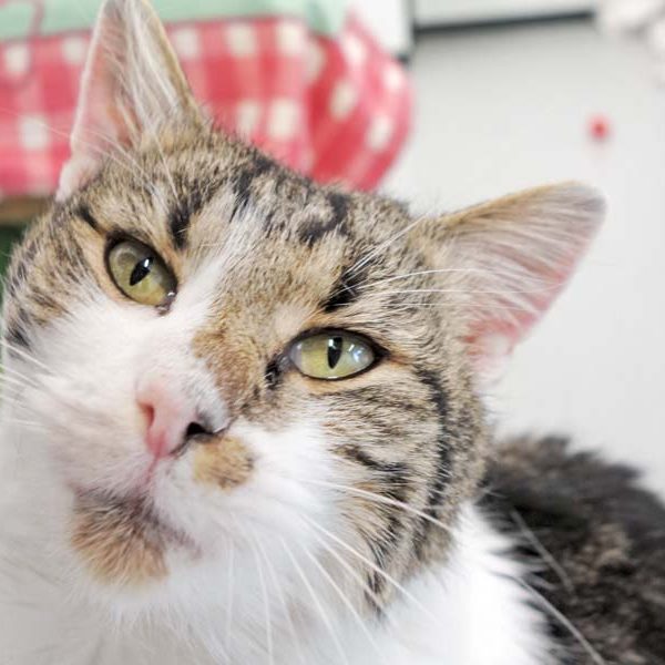 Kater Benny / © 2016 Arche KaNaum (JM) Kater Benny / © 2016 Arche KaNaum (JM)