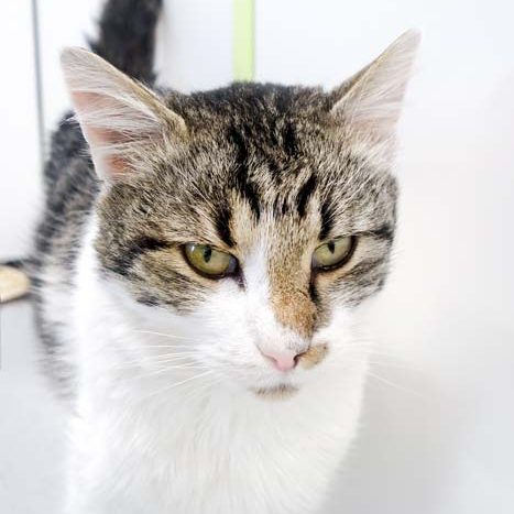 Kater Benny / © 2016 Arche KaNaum (JM) Kater Benny / © 2016 Arche KaNaum (JM)