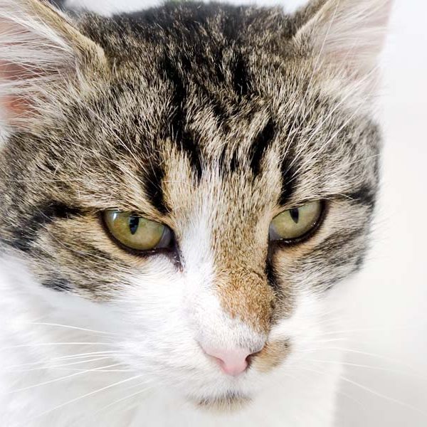 Kater Benny / © 2016 Arche KaNaum (JM) Kater Benny / © 2016 Arche KaNaum (JM)