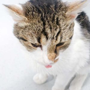 Kater Benny / © 2016 Arche KaNaum (JM) Kater Benny / © 2016 Arche KaNaum (JM)