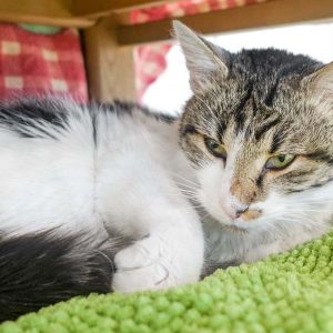 Kater Benny / © 2016 Arche KaNaum (JM) Kater Benny / © 2016 Arche KaNaum (JM)