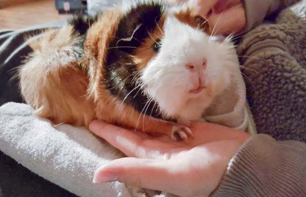 Meerli Rosalie sendet liebe Grüße zum neuen Jahr / © 03.01.'17 Privat