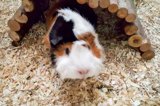 Meerli Rosalie sendet liebe Grüße zum neuen Jahr / © 03.01.'17 Privat