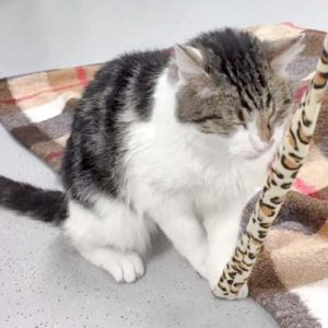 Kater Benny / © 2017 Arche KaNaum (JM) Kater Benny / © 2017 Arche KaNaum (JM)