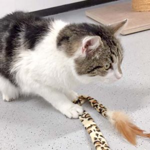 Kater Benny / © 2017 Arche KaNaum (JM) Kater Benny / © 2017 Arche KaNaum (JM)