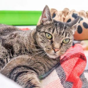 Kätzin Elli / © 2017 Arche KaNaum (JM)