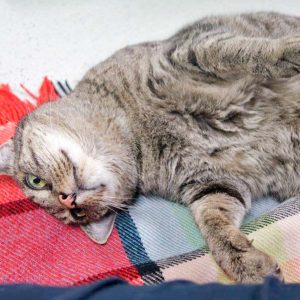 Kätzin Elli / © 2017 Arche KaNaum (JM)