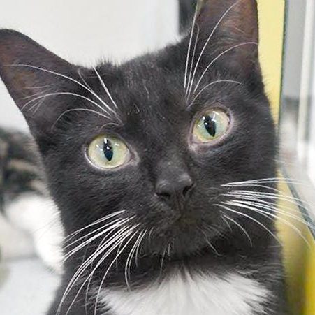 Kater Haru / © 2017 Arche KaNaum (JM) Kater Haru / © 2017 Arche KaNaum (JM)