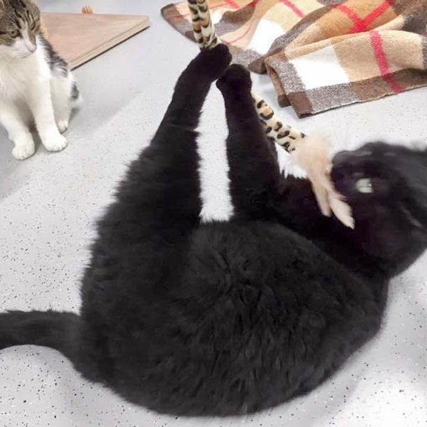 Kater Peter / © 2017 Arche KaNaum (JM) Kater Peter / © 2017 Arche KaNaum (JM)