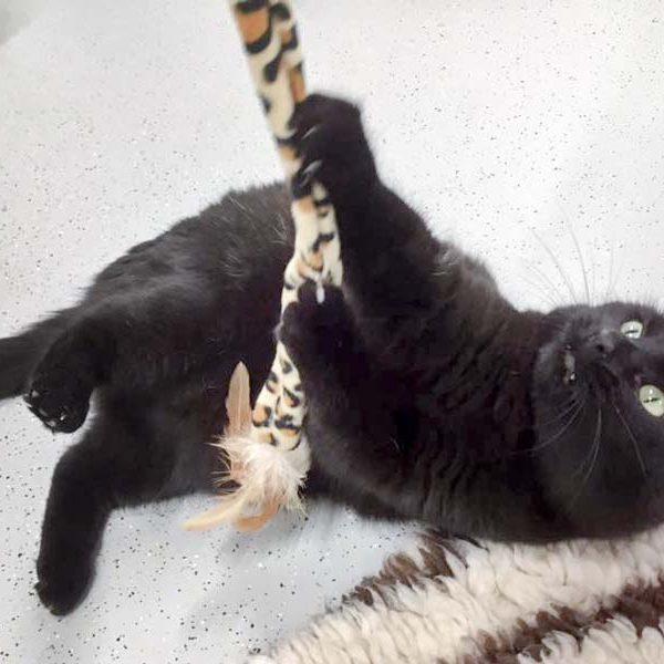 Kater Peter / © 2017 Arche KaNaum (JM) Kater Peter / © 2017 Arche KaNaum (JM)