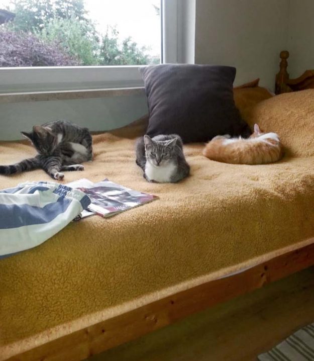 Kater Justus und Tristan mit Kumpel im neuen Zuhause / © 11.01.'17 Privat