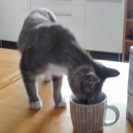 Kater Justus im neuen Zuhause / © 11.01.'17 Privat