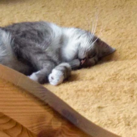Kater Justus im neuen Zuhause / © 11.01.'17 Privat
