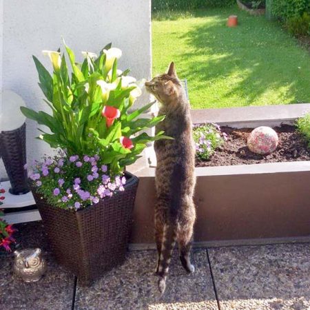 Kater Tristan im neuen Zuhause / © 11.01.'17 Privat