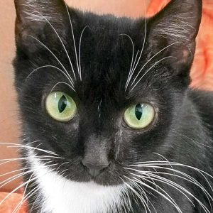 Kätzin Hexe / © 2017 Arche KaNaum (OS)