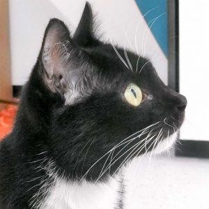 Kätzin Hexe / © 2017 Arche KaNaum (OS)