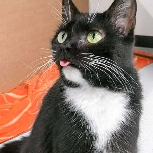 Kätzin Hexe / © 2017 Arche KaNaum (OS)