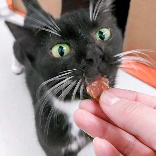 Kätzin Hexe / © 2017 Arche KaNaum (OS)