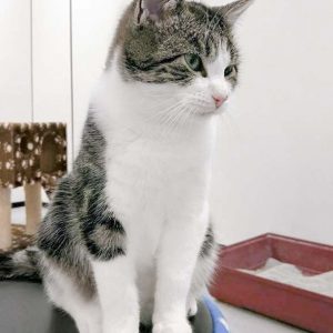 Kater Maxi / © 2016 Arche KaNaum (JM)