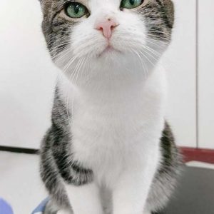 Kater Maxi / © 2016 Arche KaNaum (JM)