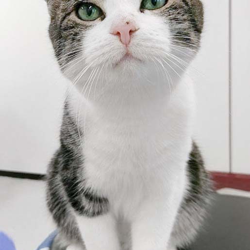 Kater Maxi / © 2016 Arche KaNaum (JM)