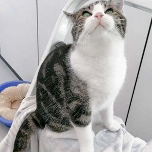 Kater Maxi / © 2016 Arche KaNaum (JM)