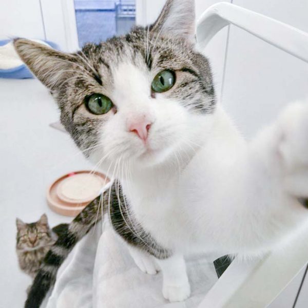 Kater Maxi im Selfie-Wahn / © 2016 Arche KaNaum (JM)