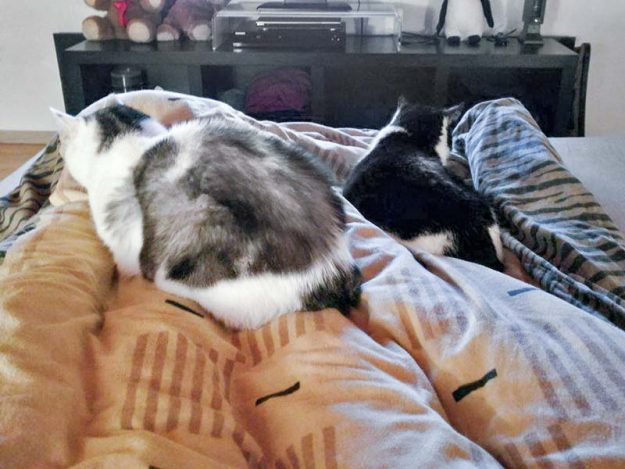 Kater Dalton im neuen Zuhause / © 15.01.'17 Privat