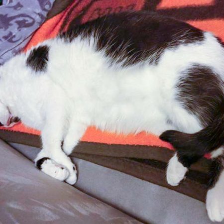 Kater Dalton im neuen Zuhause / © 15.01.'17 Privat