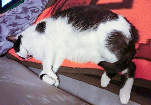Kater Dalton im neuen Zuhause / © 15.01.'17 Privat