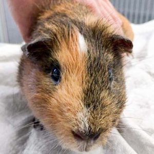 Meerschweinchenbock Hugo / © 2017 Arche KaNaum (NH) Meerschweinchenbock Hugo / © 2017 Arche KaNaum (NH)